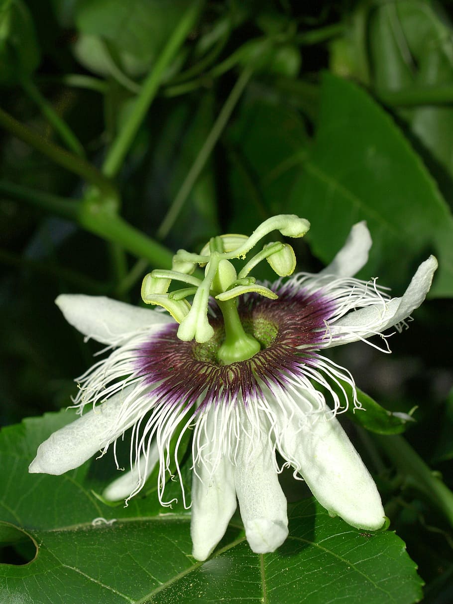 passion, flower, fruit, tropical, green, petal, leaf, head