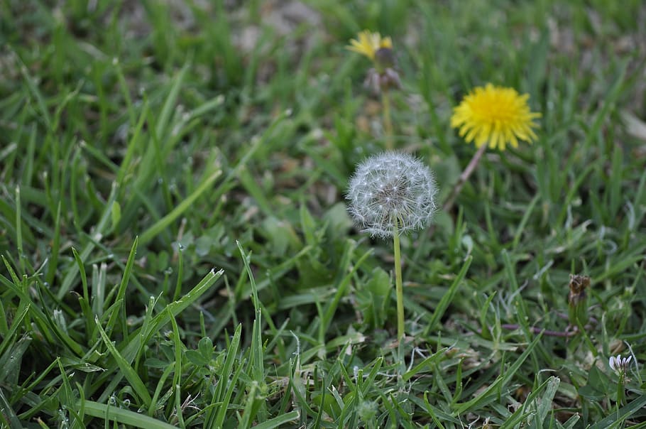 dandelion, dandelion seeds, grass, plant, growth, flower, field HD wallpaper