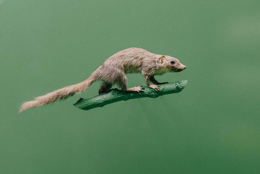 squirrel, brown animal, rat, green, tree, mouse, fur, exposition HD wallpaper