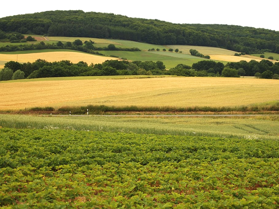 green grass field, strawberry field, landscape, grains, scenic, HD wallpaper