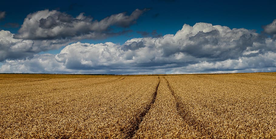 cornfield, wheat field, harvest, sky, cloud - sky, landscape HD wallpaper