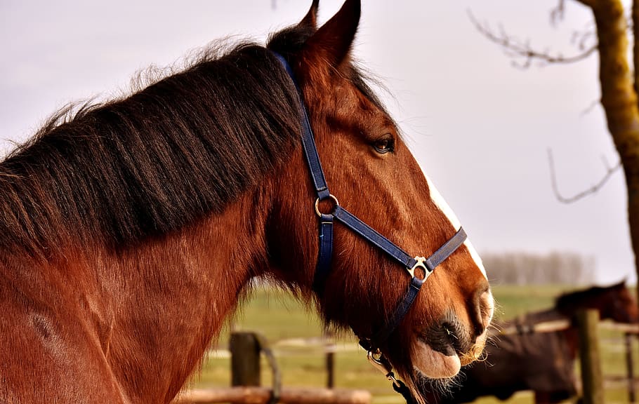 closeup photo brown horse, shire horse, big horse, ride, reitstall, HD wallpaper