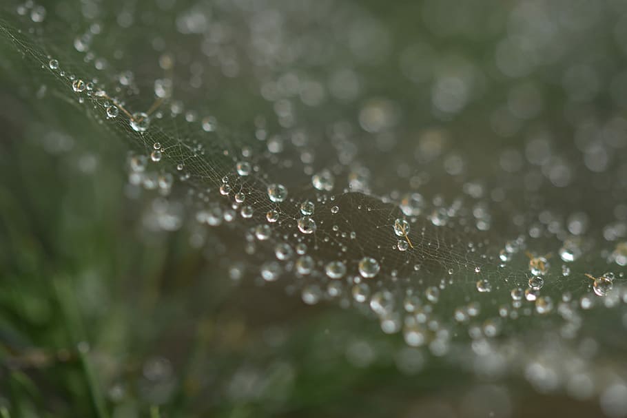 macro photography of dew drops on web, bubble, droplets, spiderweb HD wallpaper