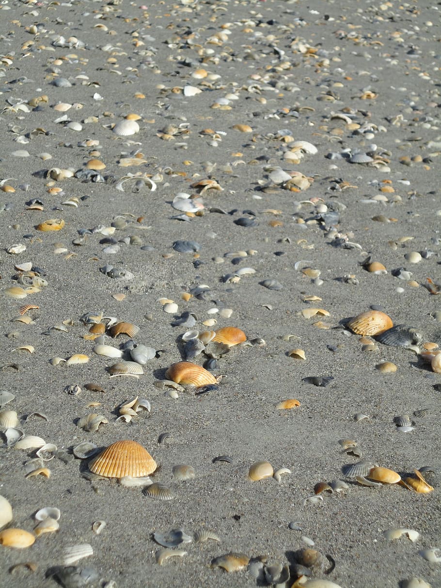 Shells, Beach, Sea, Ocean, cocoa beach, sand, nature, no People HD wallpaper