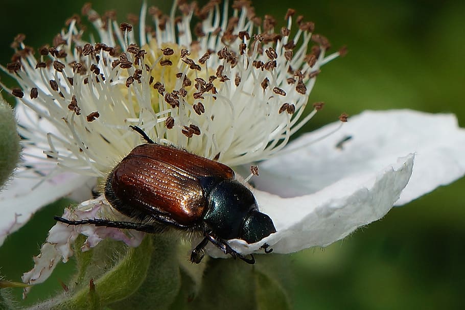 insect, the beetle, macro, plant, closeup, nature, flowering plant HD wallpaper