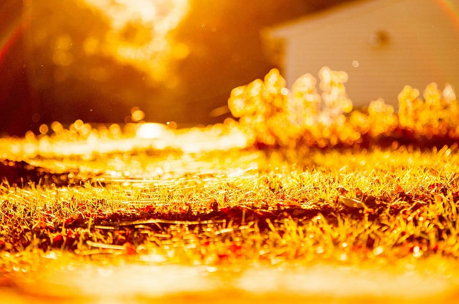 sunset, over, lawn, web, spider, fall, autumn, bright, sunny HD wallpaper