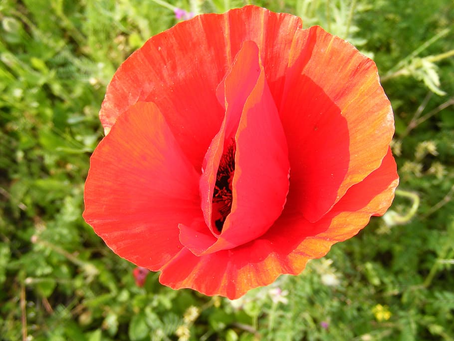 corn, field, flower, papaver, poppy, papaveraceae, rhoeas, wild HD wallpaper