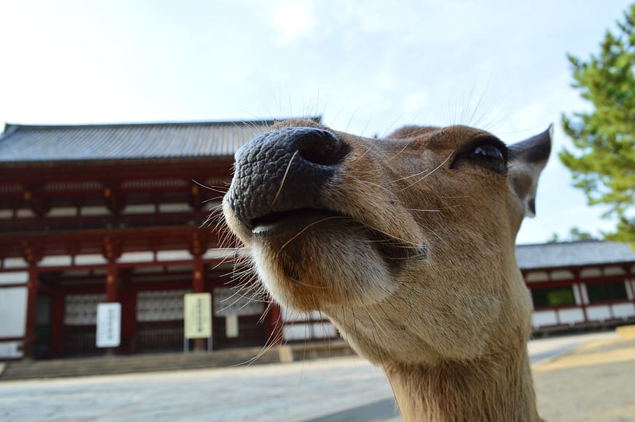HD wallpaper: nose, japan, temple, animal, funny face, animal face, big nose  | Wallpaper Flare