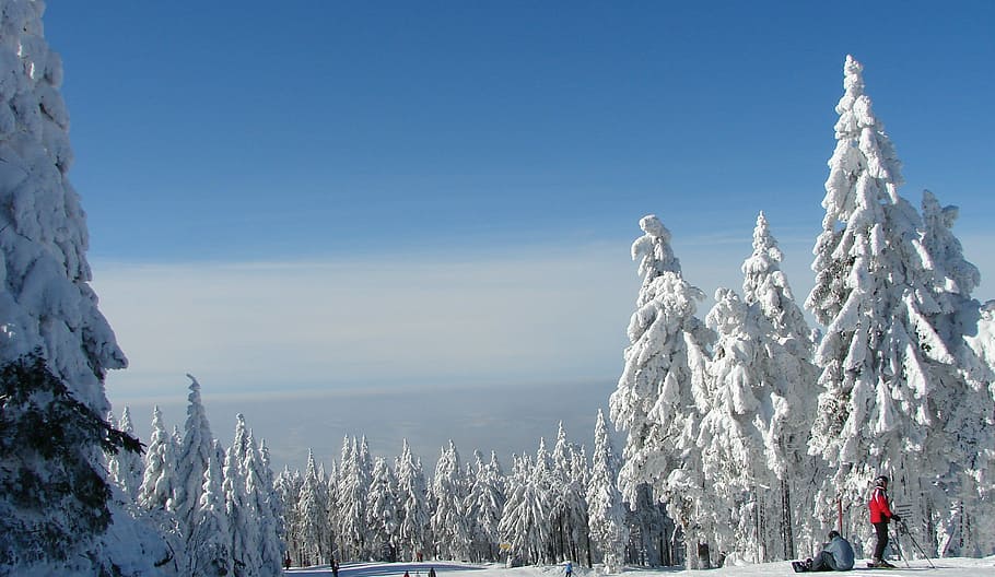 Snow, Tree, Winter, Snowy, trees, mountains, white, forest HD wallpaper