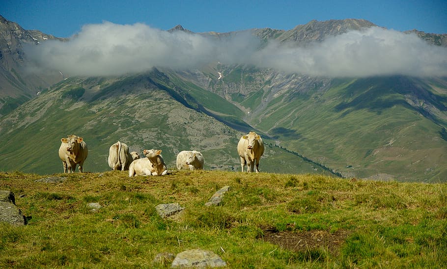 herd of cows on grass field, alps, valloire, pasture, mammal HD wallpaper
