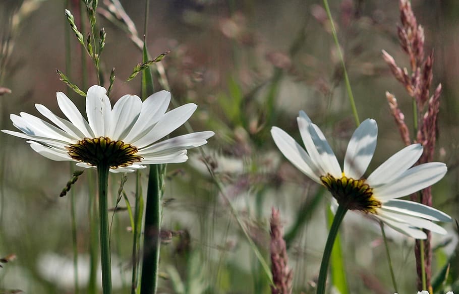 plant, nature, live, flowering plant, freshness, fragility HD wallpaper