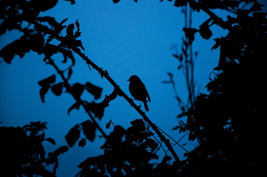 silhouette of a bird on tree branch, bird perched on tree branch under dark blue sky HD wallpaper