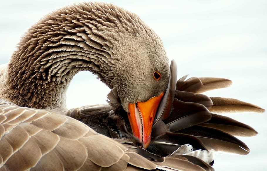 Free download | HD wallpaper: brown goose in white background, wild ...