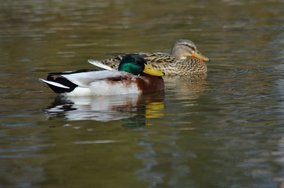 duck, nature, park, pond, water, ducks, drake, lake, reflection HD wallpaper