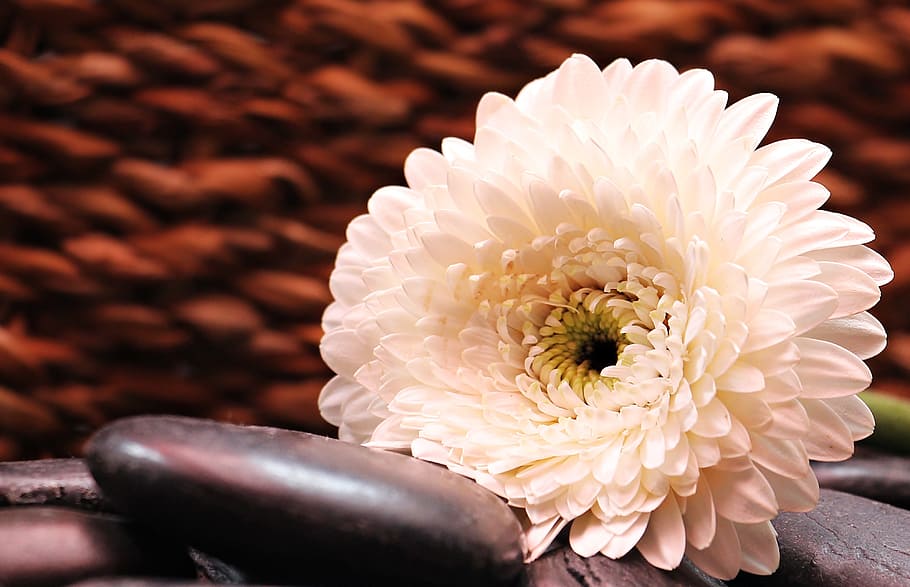 macro photography of white flower, gerbera, blossom, bloom HD wallpaper