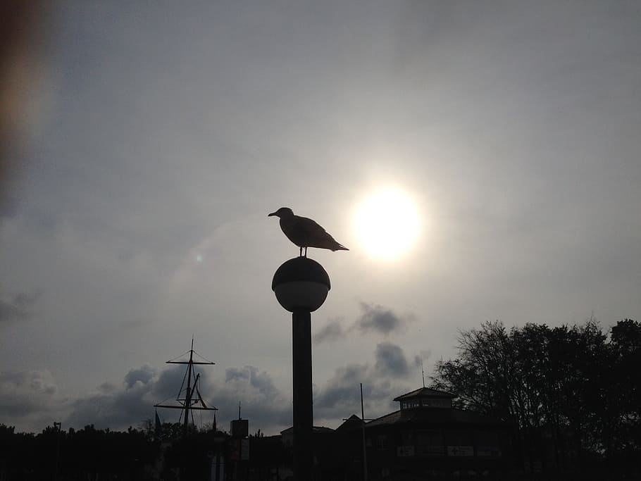 seagull, back light, baltic sea, coast, darß, sky, silhouette HD wallpaper