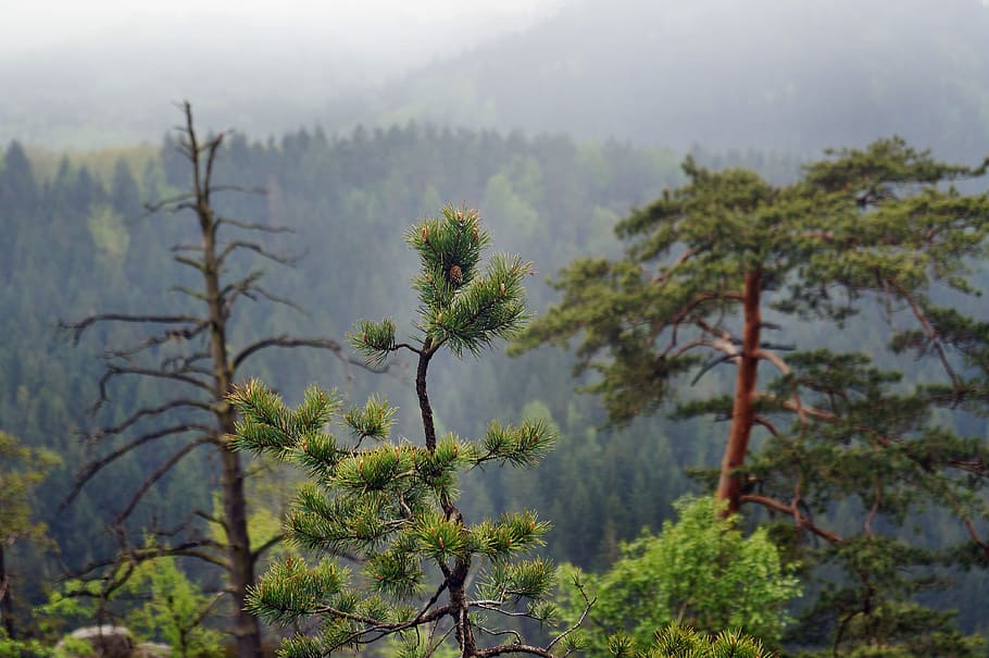 Pine, Old, Medium, Needles, Growth, died medium, forest, dying tree HD wallpaper