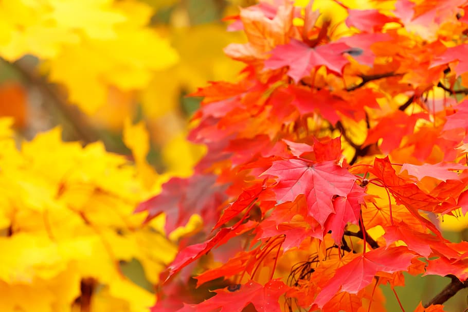 selective focus photography of red flower tree, abstract, autumn, HD wallpaper
