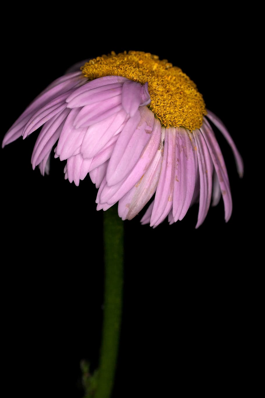 flower, margaret, pink, macro, spring, flowering plant, black background HD wallpaper