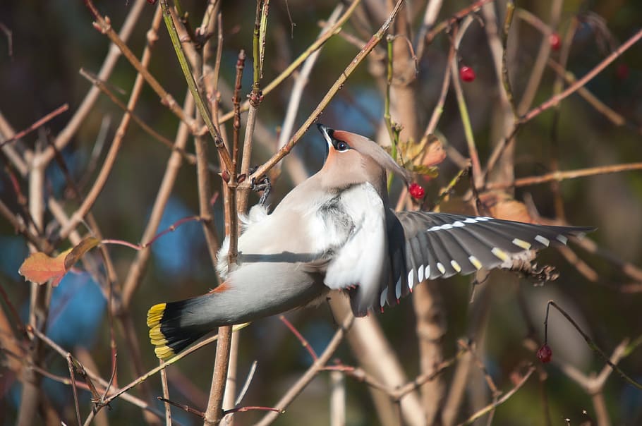 Bohemian waxwing 1080P, 2K, 4K, 5K HD wallpapers free download ...