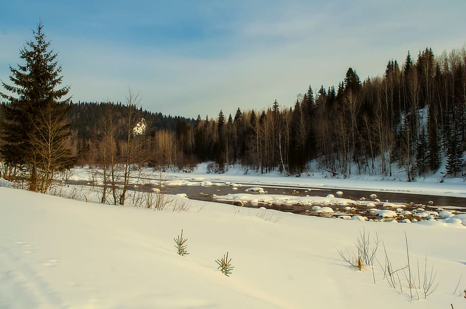 snow, winter, tree, wood, coldly, landscape, nature, the picturesque HD wallpaper
