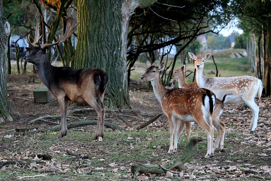 stag and three deer in forest, fallow deer, hirsch, nature HD wallpaper