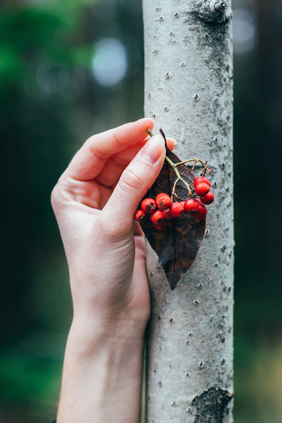 person holding red cranberries, person holding red berries, hand HD wallpaper