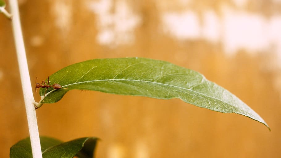 ant, leaf, ant on leaf, plant part, nature, close-up, green color HD wallpaper