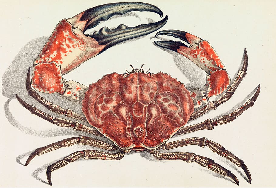 Tasmanian giant crab - Pseudocarcinus gigas, animal, crustacean, HD wallpaper