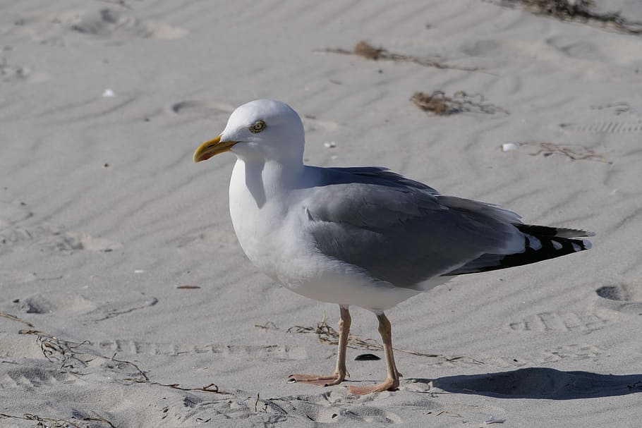 bird, gull, beach, sand, baltic sea, animal world, nature, animal themes HD wallpaper