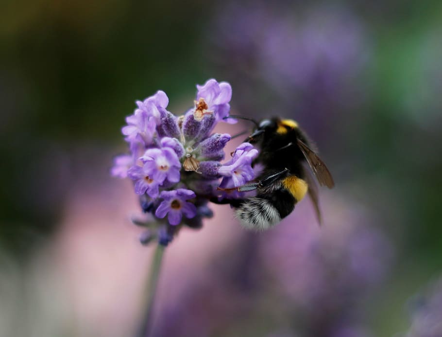 shallow focus photography of yellow bee on purple flower, hummel HD wallpaper