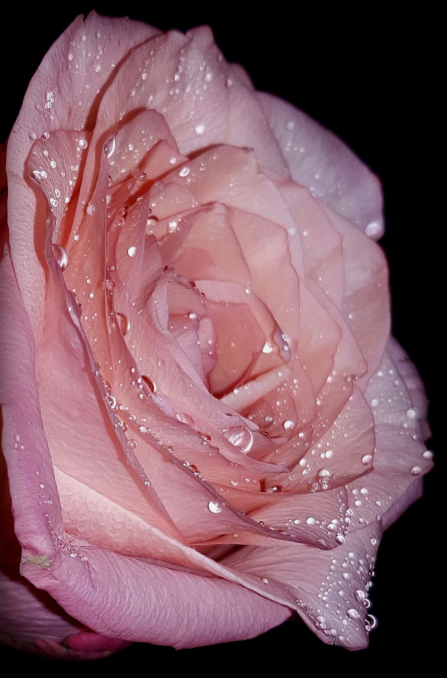 Beautiful, Sky, rose, flower, petal, drop, rose - flower, nature HD wallpaper