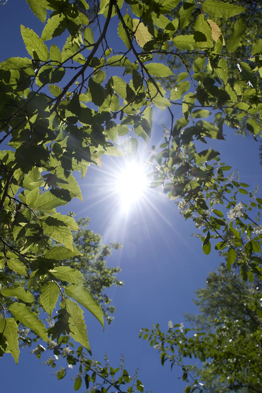 trees, sun, leaves, forest, nature, landscape, plant, sunlight HD wallpaper