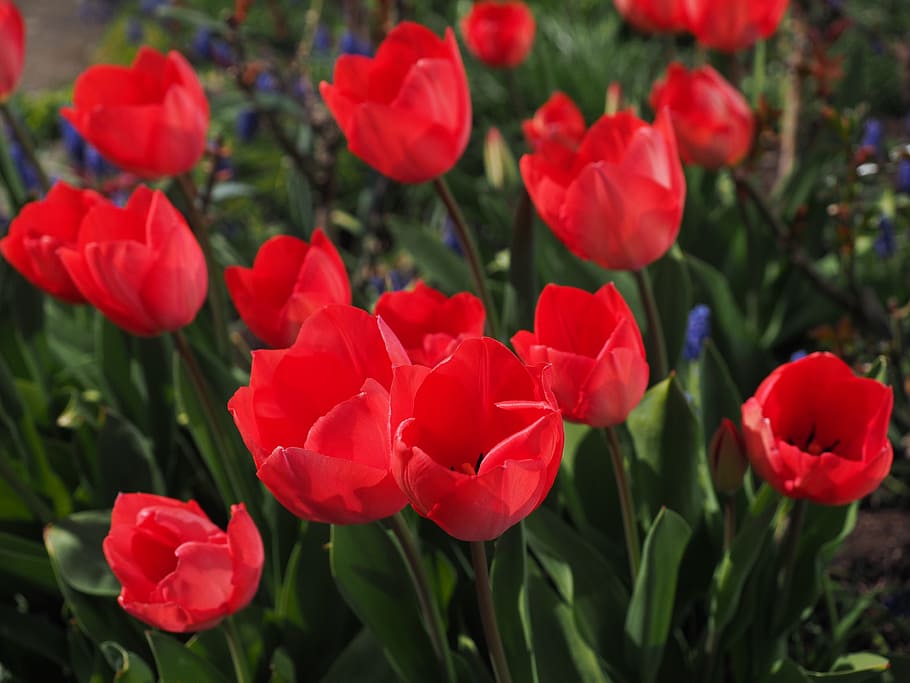 tulips, red, flowers, spring, close, colorful, tulipa, lily, HD wallpaper