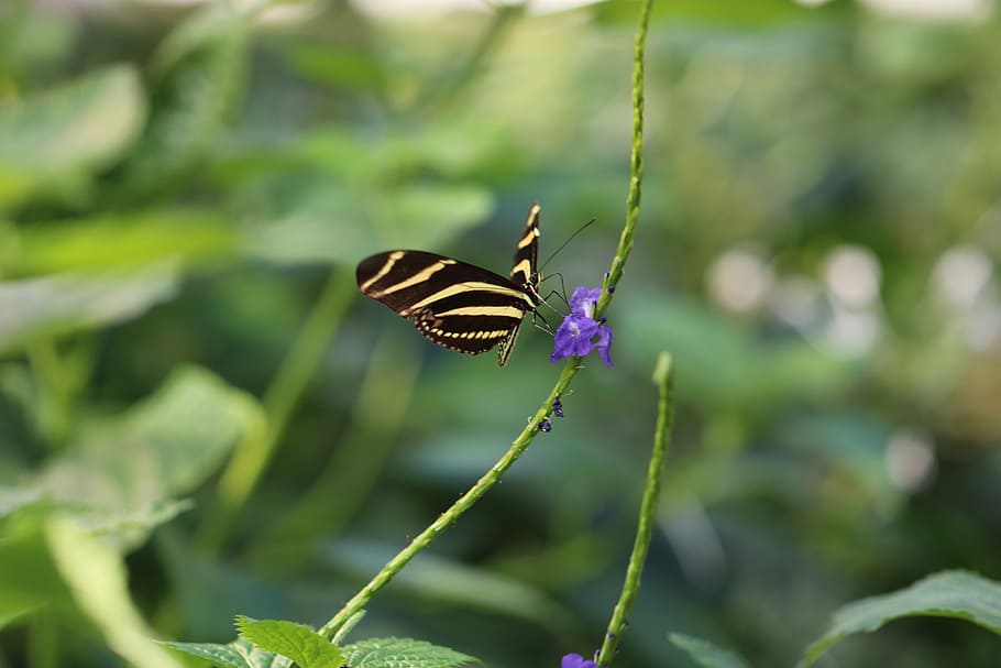 nature, outdoors, leaf, flora, summer, insect, garden, invertebrate HD wallpaper