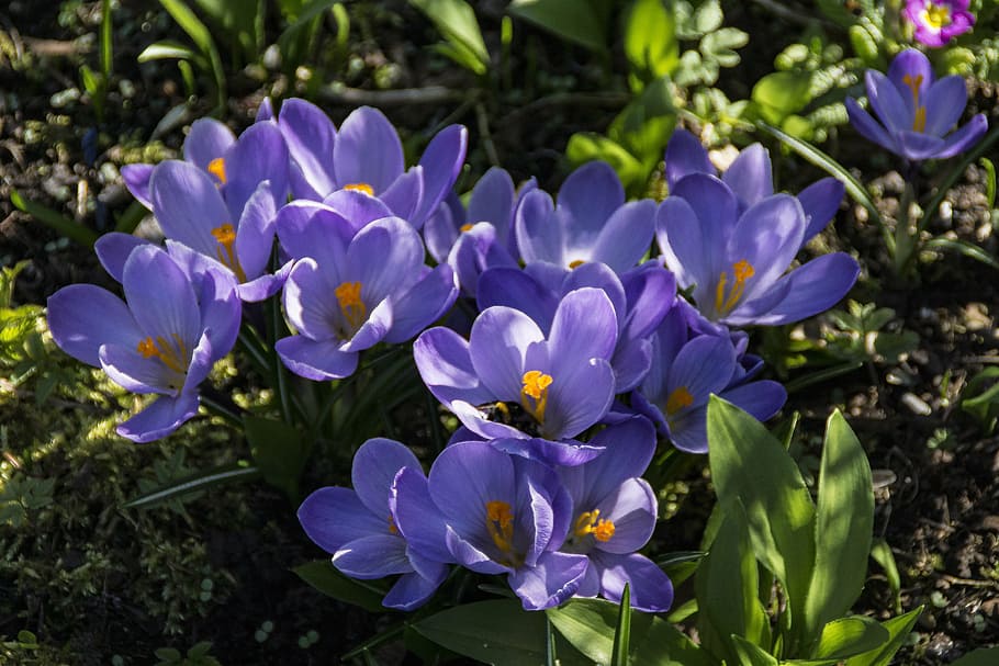 spring, crocus, flower, purple, nature, blossom, bloom, garden HD wallpaper