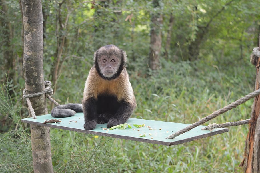 animal, monkey, tree, wildlife, nature, cute, mammal, forest HD wallpaper