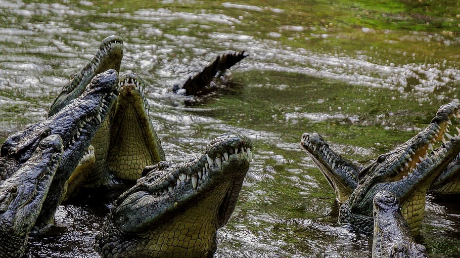 crocodile, teeth, nature, wild, wildlife, kenya, mombasa, dayoutke, HD wallpaper