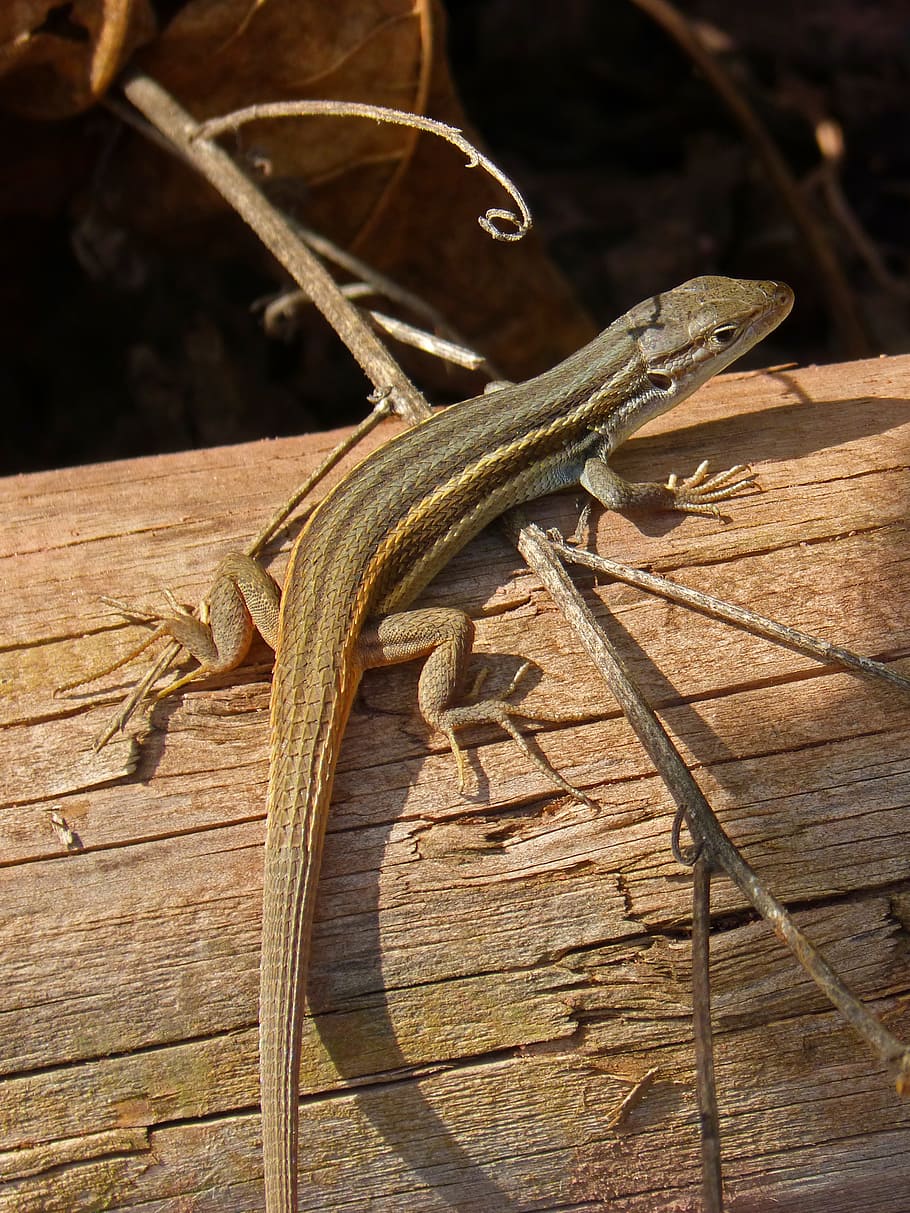 lizard, sargantana, trunk, animal themes, reptile, animal wildlife HD wallpaper