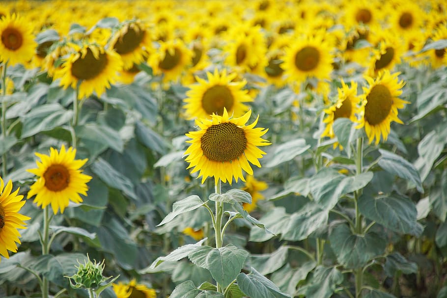 sunflowers, słoneczki, field, agriculture, plant, yellow, village