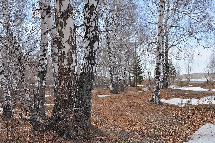 bare tree forest under cloudy sky, Nature, Snow, Trees, Birch HD wallpaper