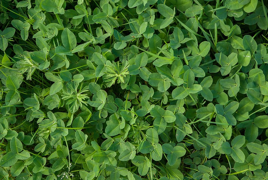 Clover, Grass, Saint Patrick, Lucky, chance, green color, leaf HD wallpaper