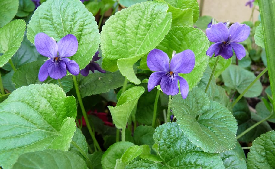 violet, plant, flowers, flowering plant, plant part, growth HD wallpaper