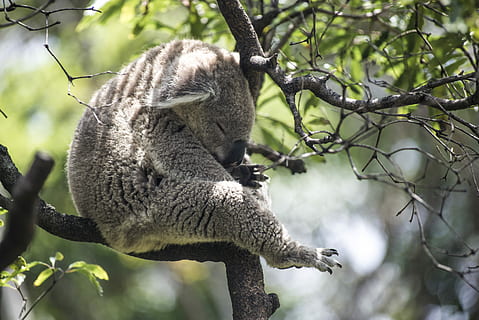grey koala bear on tree, koala on tree, animal, sleeping, asleep HD wallpaper