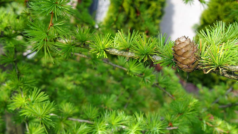 Pine Cone, Larch, Sprig, Closeup, Nature, larch needles, iglak HD wallpaper