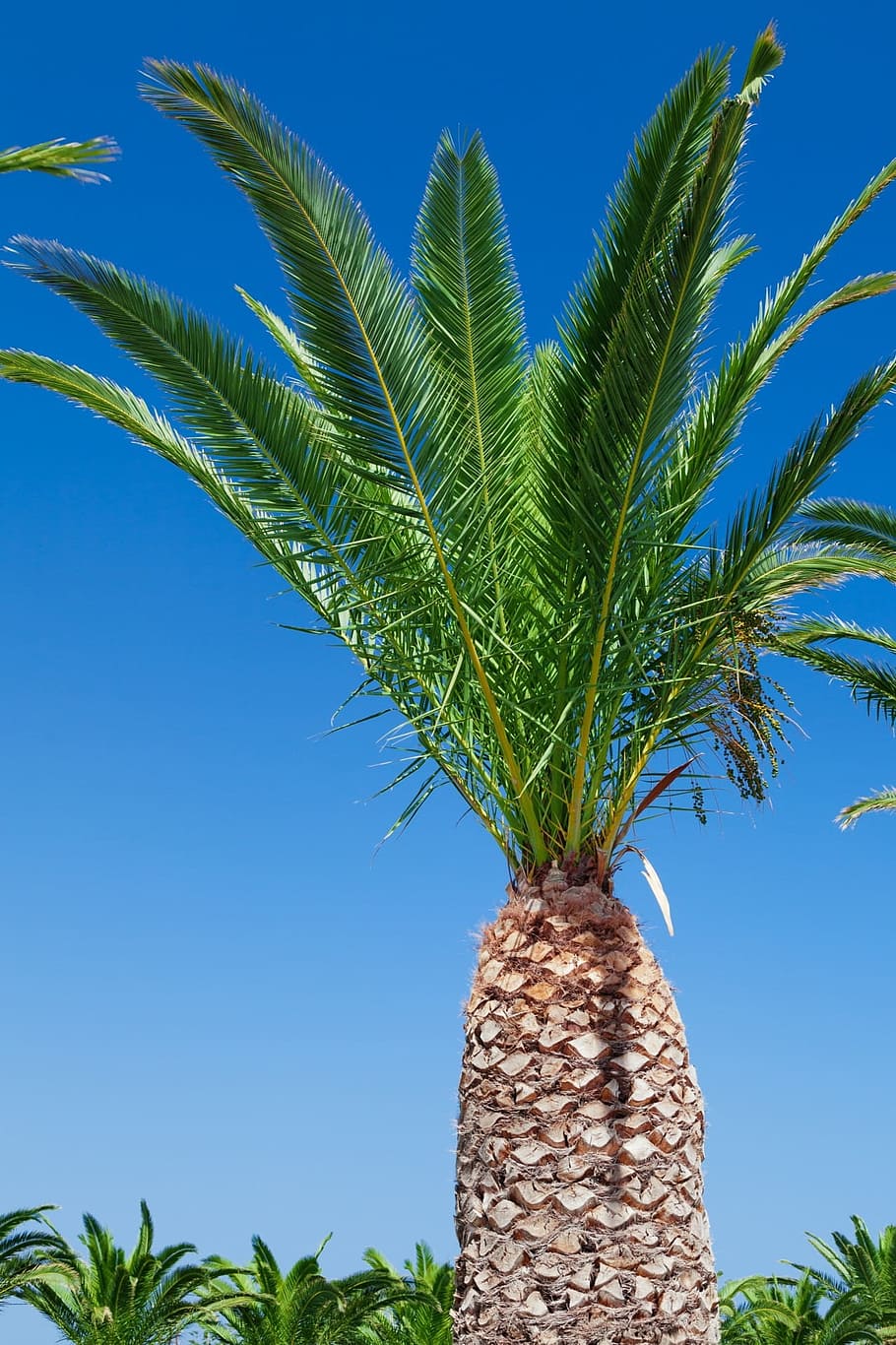 Tropical, Blue, Sky, Tree, Palm, Nature, summer, vacation, green HD wallpaper