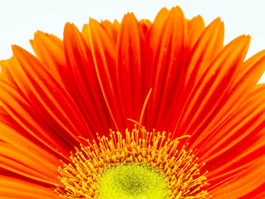 HD wallpaper: gerbera, blossom, bloom, orange, flower, red, nature, macro |  Wallpaper Flare