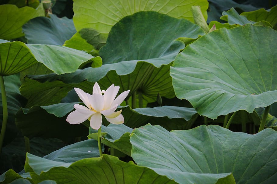 lotus, scenery, leaf, plant part, flower, green color, freshness HD wallpaper