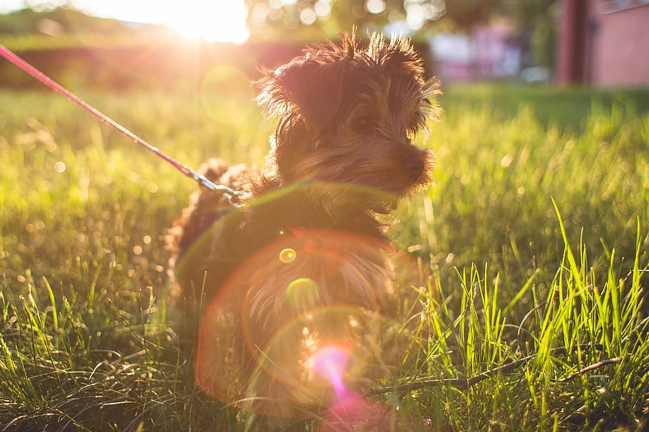 Little Yorkshire Terrier in Grass, animals, dogs, pets, puppy