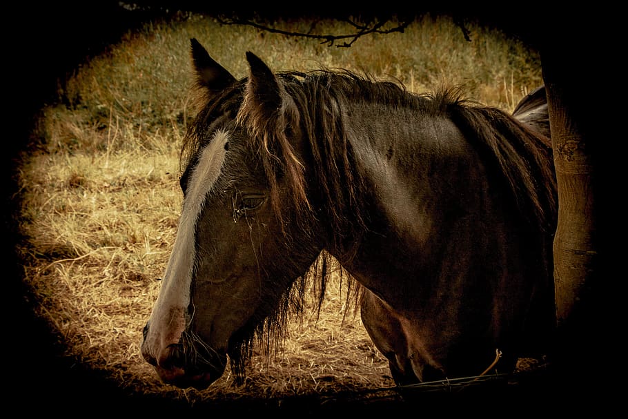 horses, animals, stables, mammal, animal themes, animal wildlife HD wallpaper